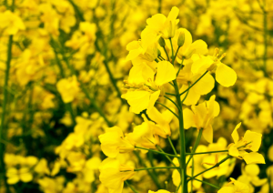 Australia`s GM Regulator Approves Field Trial of CSIRO`s GM Canola