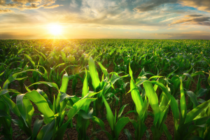 Ban on GM Corn Could Exacerbate Food Insecurity and Job Loss in Mexico