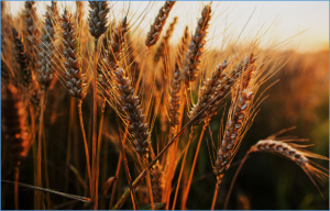 Development of genetically modified rust resistant wheat: A breakthrough by dinted introgression of novel DREB2C and HSFA2 genes under stress induced expression