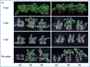 Reduced content of gamma-aminobutyric acid enhances resistance to bacterial wilt disease in tomato