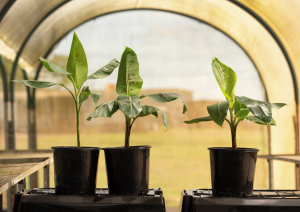 Australia Approves Commercial Planting of GM Banana