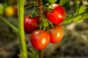 Study Reveals the Role of SIBEL11 in Preventing Premature Fruit Drop in Tomato