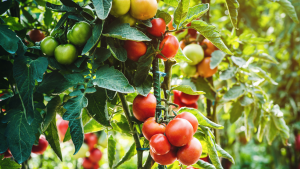 Updates on Gene Editing Tomato with TALENs