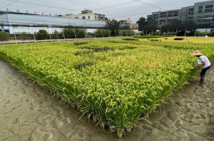 Scientists Develop Biofortified Rice with High VitB1 Content Without Affecting Yield