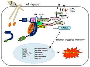 Understanding the Dynamics of Blast Resistance in Rice- Magnaporthe oryzae Interactions