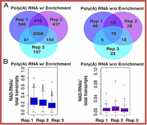 NAD tagSeq reveals that NAD+-capped RNAs are mostly produced from a large number of protein-coding genes in Arabidopsis