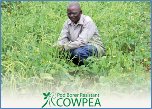 Nigeria Approves Confined Field Trial of Cowpea