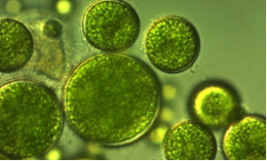 Algal photosynthesis converts nitric oxide into nitrous oxide