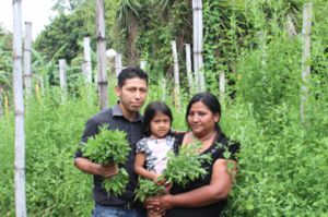Farmers in El Salvador adapt livelihoods to the new realities of COVID-19