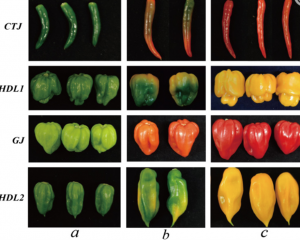 Analysis of Volatile Aroma Components and Regulatory Genes in Different Kinds and Development Stages of Pepper Fruits Based on Non-Targeted Metabolome Combined with Transcriptome