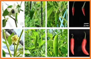 Exploring horticultural traits and disease resistance in Capsicum baccatum through segmental introgression lines