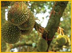 Genome-wide analysis of carotenoid cleavage oxygenases and identification of ripening-associated DzNCED5a in durian (Durio zibethinus) fruit