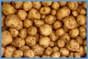 Genome editing of NPR3 confers potato resistance to Candidatus Liberibacter spp.