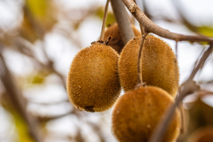 Gene Editing Boosts Resistance of Kiwifruit Against Canker Disease