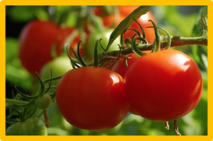 Peptide REF1 is a local wound signal promoting plant regeneration