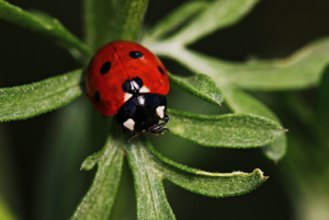Rapid growth and the evolution of complete metamorphosis in insects