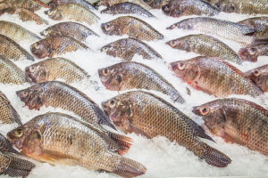 Researchers Use Salmon DNA to Develop Cold-Tolerant Tilapia