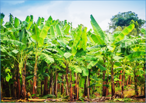 Wageningen Researchers and Partners Develop First Banana Resistant to TR4 and Black Sigatoka