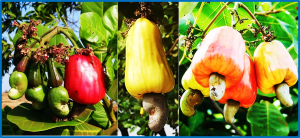 16S rRNA metagenomic dataset on endophytic bacterial community of the cashew plant (Anacardium occidentale L.) grown in Dak Lak Province of Vietnam