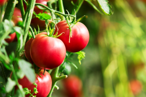 Researchers Develop Tomato Plants that Contain Full Genetic Material of Both Parent Plants