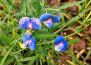 Researchers Publish Updated Genome Sequence of Grass Pea