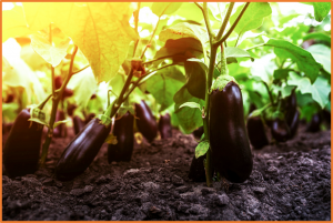 Key Eggplant Gene Boosts Resistance to Bacterial Wilt