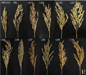 Improving panicle blast resistance and fragrance in a high-quality japonica rice variety through breeding