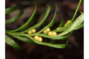 Tiny Fern Contains the Largest Genome on Earth