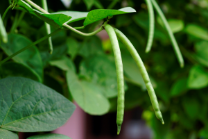 Paper Highlights Evolution of Ghana`s Media Reportage on GMOs