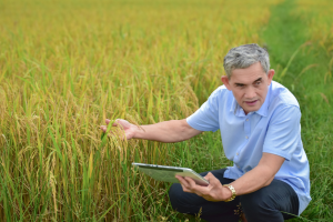 CRISPR Reveals How Circular RNA Undermines Rice Disease