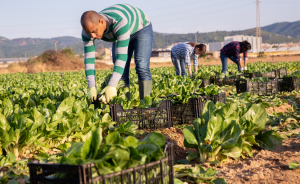 2024 SOFI Report Presents Financial Strategies to Address Food Insecurity and Malnutrition