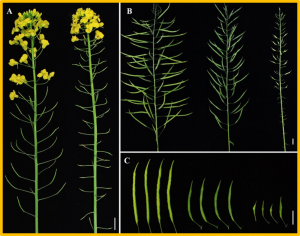 Genome-wide association study reveals genetic loci for seed density per silique in rapeseed (Brassica napus L.)
