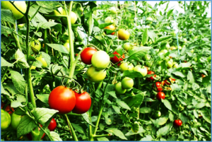Mechanism of microplastics in the reduction of cadmium toxicity in tomato