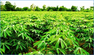 Identification of peptidome-based biomarkers of cassava mosaic disease resistance in different cassava varieties