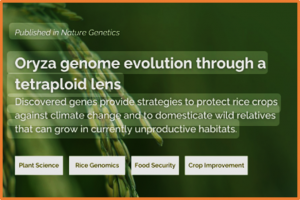 Oryza genome evolution through a tetraploid lens