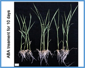 Molecular characterization reveals that OsSAPK3 improves drought tolerance and grain yield in rice