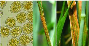 A major yellow rust resistance QTL on chromosome 6A shows increased frequency in recent Norwegian spring wheat cultivars and breeding lines