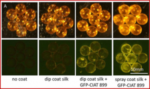 A bioinspired approach to engineer seed microenvironment to boost germination and mitigate soil salinity