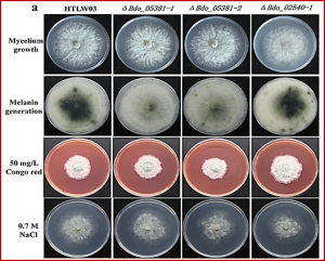 An efficient gene disruption method for the woody plant pathogen Botryosphaeria dothidea