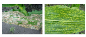 Genetic mapping and prediction for novel lesion mimic in maize demonstrates quantitative effects from genetic background, environment and epistasis