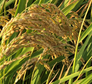 Understanding epigenomics based on the rice model