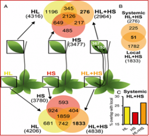 Systemic signaling during abiotic stress combination in plants