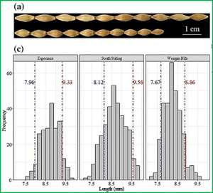 Fine mapping qGL2H, a major locus controlling grain length in barley (Hordeum vulgare L.)