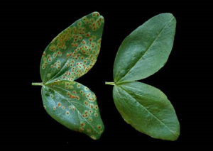 Researchers Find Way to Protect Plants from Fungal Infection
