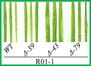 Genome-wide association study identifies an NLR gene that confers partial resistance to Magnaporthe oryzae in rice 