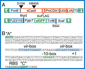 Efficient CRISPR-mediated base editing in Agrobacterium spp.