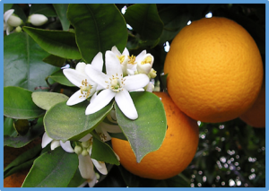Highly efficient Agrobacterium rhizogenes-mediated hairy root transformation in citrus seeds and its application in gene functional analysis