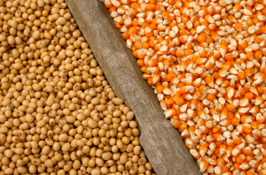 Study Models Future Effects of Climate Change on US Corn and Soybean Yields, Production, and Exports