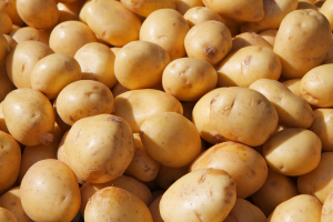 Gene Editing Produces Transgenic Potatoes with Low Solanine Levels