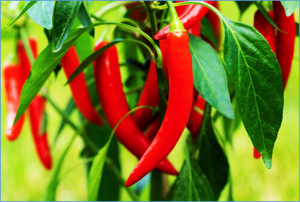 Identification of CaPCR1, an OFP gene likely involved in pointed versus concave fruit tip regulation in pepper (Capsicum annuum L.) using recombinant inbred lines